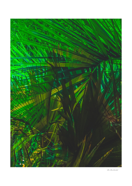 Closeup green palm leaves texture abstract background