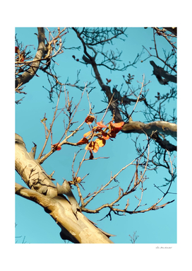 Tree branch with orange autumn leaves and blue sky