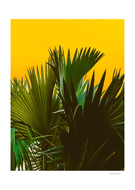 Closeup green tropical palm leaves with yellow background