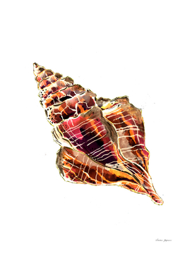 Bronze Conch Sea Shell