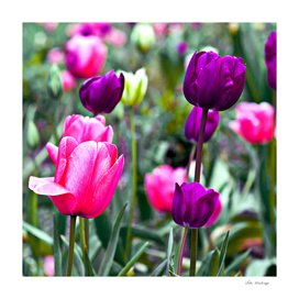 Floral Dream of Tulips
