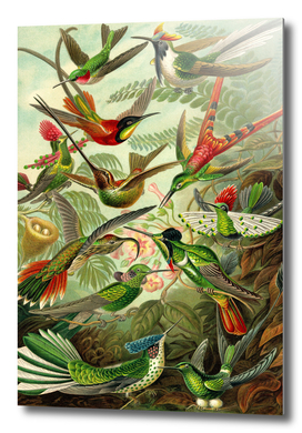 Colibri - Ernst Haeckel