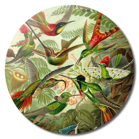 Colibri - Ernst Haeckel