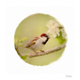 sparrow 11