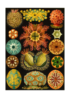 Ascidia - Ernst Haeckel