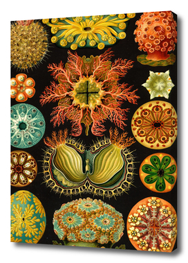Ascidia - Ernst Haeckel