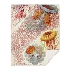 Jelly Fish - Ernst Haeckel