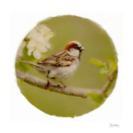 sparrow 15