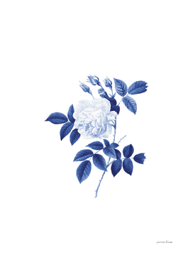 Blue botanic II
