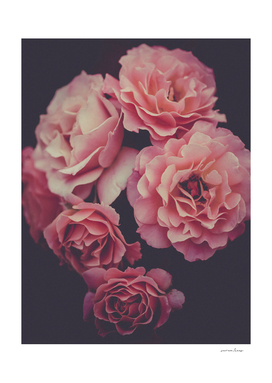 Dreamy Roses