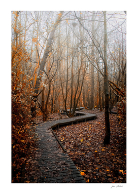 Fog woodland path