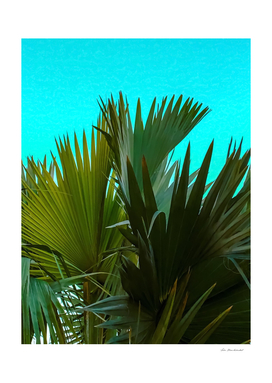 Closeup green palm leaves texture with blue background