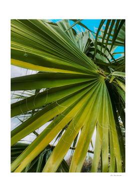 green palm leaves texture with blue sky background