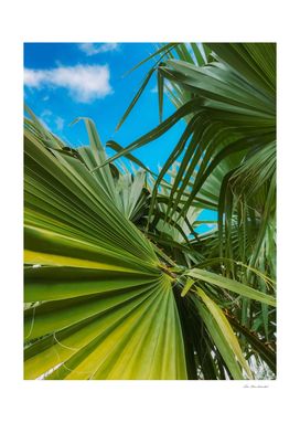 green palm leaves abstract with blue sky background