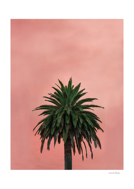 Pink Palm
