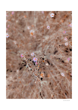 blooming pink and white flowers with dry grass background