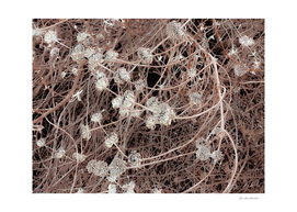 blooming dry flowers with brown dry grass texture background