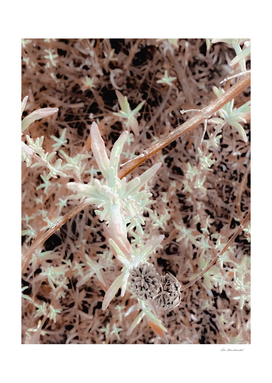 dry flowers with brown dry grass texture abstract background