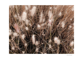 blooming grass flowers with brown dry grass background