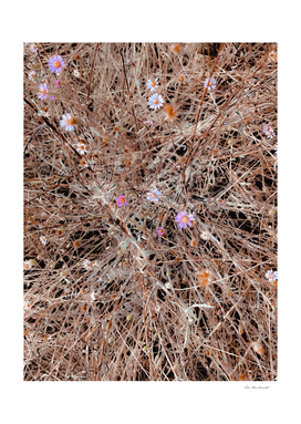 blooming pink and white flowers with brown dry grass field