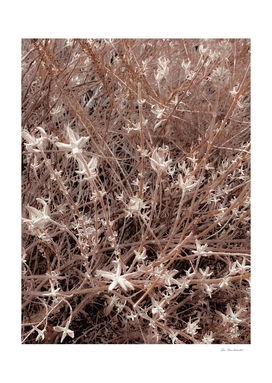 blooming dry plant with brown dry grass field background