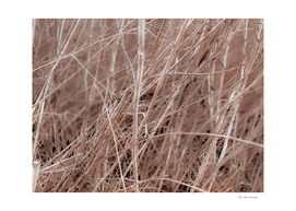 Closeup brown dry grass field texture abstract