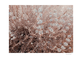 blooming dry flowers with brown dry grass field abstract