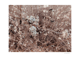 blooming dry flowers with brown dry grass texture abstract