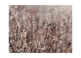 blooming dry flowers with brown dry grass background