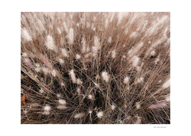 blooming grass flowers field texture abstract background