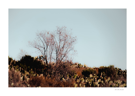 isolated tree and cactus garden with blue sky background
