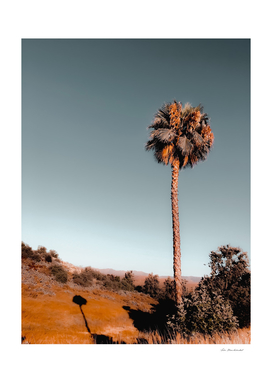 isolated palm tree with blue sky background