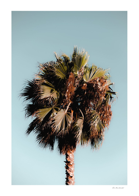 Closeup isolated palm tree with green leaves