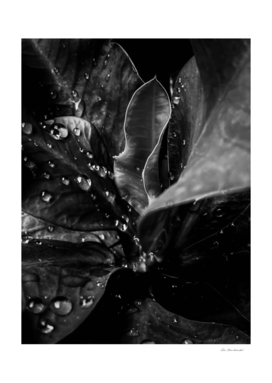 Closeup leaves texture with water drops in black and white