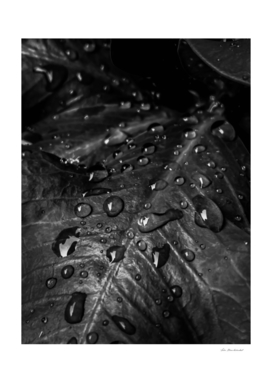 Closeup leaves with drop of water in black and white
