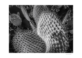 Closeup cactus plant texture background in black and white