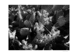 Cactus garden texture background in black and white