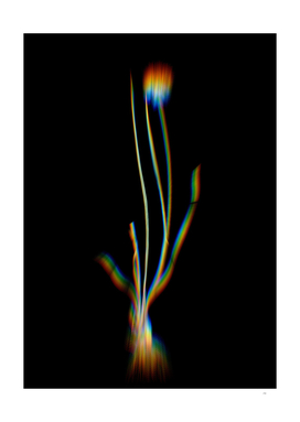 Prism Shift Allium Foliosum Botanical Illustration