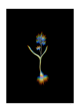 Prism Shift Alpine Squill Botanical Illustration on Black