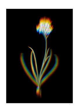 Prism Shift Arabian Starflower Botanical Illustration