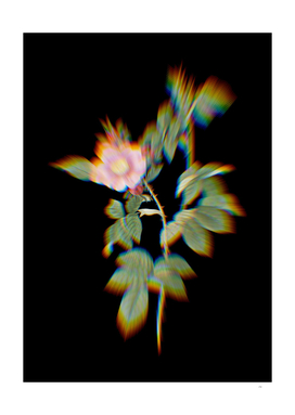 Prism Shift Big Flowered Dog Rose Botanical Illustration