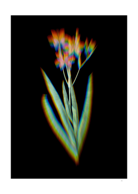 Prism Shift Blackberry Lily Botanical Illustration