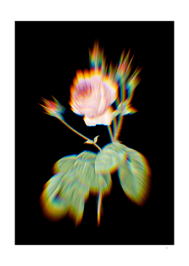 Prism Shift Blooming Cabbage Rose Botanical Illustration