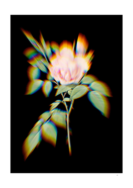 Prism Shift Blooming Fragrant Rosebush Botanical