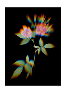Prism Shift Blooming Hudson Rosehip Botanical Illustration