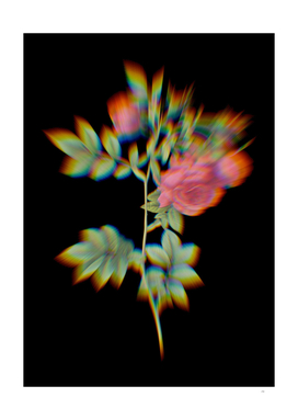Prism Shift Blooming Turnip Roses Botanical Illustration