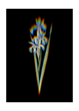 Prism Shift Blue Iris Botanical Illustration on Black