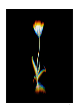 Prism Shift Chincherinchee Botanical Illustration
