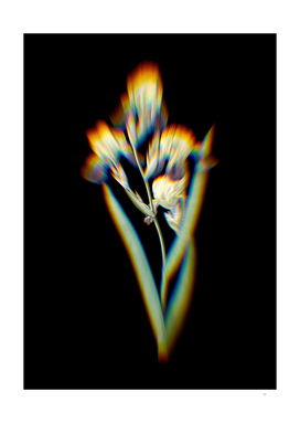 Prism Shift Elder Scented Iris Botanical Illustration