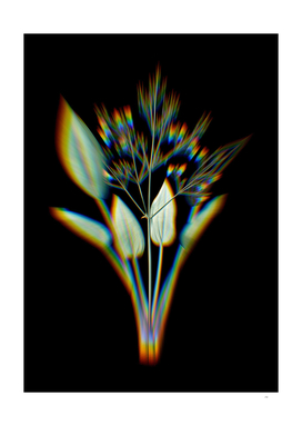 Prism Shift European Water Plantain Botanical Illustration
